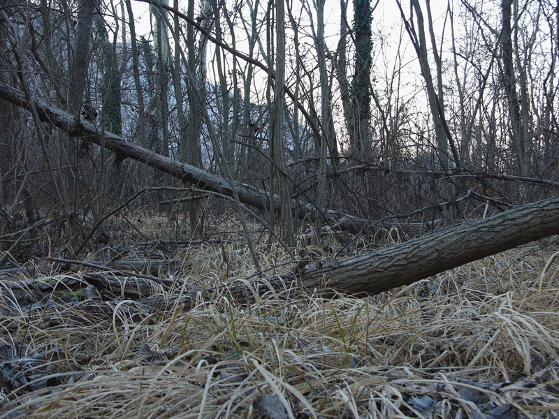 A caccia di Pleurotus ostreatus.....chiamati i  geloni...